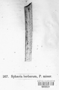 Stemphylium vesicarium image